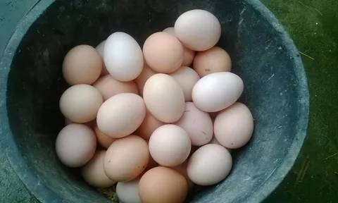 Người mắc 1 trong 5 bệnh này nên hạn chế ăn trứng gà, càng ăn càng hại