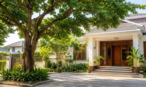 Vì sao người xưa lại rất sợ cây lớn ở trước nhà? Không chỉ là mê tín, còn có nhiều lý do thực tế