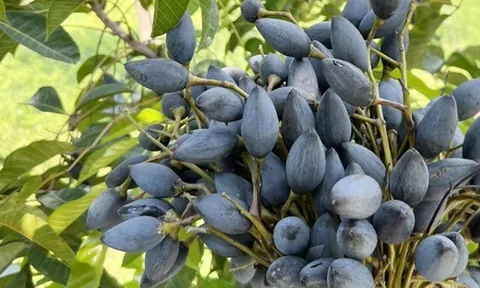 Loại quả xưa chín rụng chỉ dành cho "người nghèo", nay thành đặc sản giá 100.000 đ/kg, trồng một lần thu hoạch nhiều năm