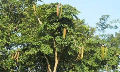 Loại quả mọc bờ rào xưa rụng đầy gốc, nay thành đặc sản được ưa chuộng giá 55.000 đ/kg, trồng một lần thu hoạch nhiều năm