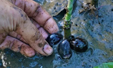 "Lộc trời" ẩn trong bùn đất, xưa dành cho người nghèo nay thành đặc sản được ưa chuộng trong nhà hàng, 150.000 đồng/kg