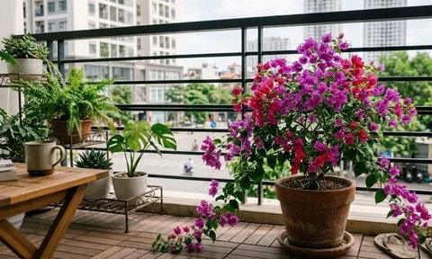 5 loại cây chịu nắng tốt, có thể trồng ở ban công