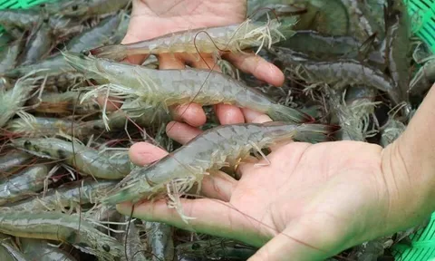 Đi chợ nhìn vòa chỗ này biết ngay tôm tươi hay không: Chị em nào cũng nên biết