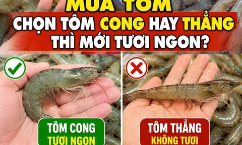 Mua tôm chọn tôm cong hay thẳng thì mới tươi ngon?