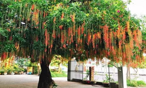 Tại sao không nên trồng cây lộc vừng trước cửa?