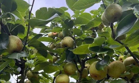 Loại quả xưa chín rụng đầy, nay thành đặc sản được ưa chuộng ở thành phố giá 80.000 đ/kg, trồng một lần thu hoạch nhiều năm