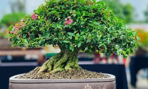Cây dại cho hoa và quả đẹp mắt lên chậu thành bonsai, toả mùi thơm nức mũi, có cây giá 200 triệu đồng