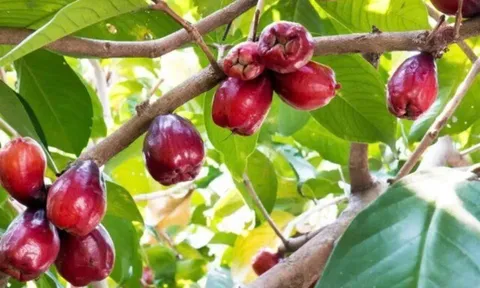 Loại quả mọc bờ rào xưa rụng đầy gốc, nay thành đặc sản được ưa chuộng giá 700.000 đ/kg, trồng một lần thu hoạch nhiều năm