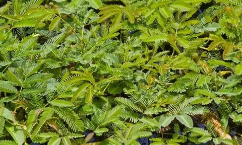 Cây dại mọc bờ mương nay thành đặc sản nổi tiếng, trồng 30 ngày cho thu hoạch, giá 60.000 đồng/kg được người thành phố ưa chuộng