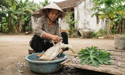 Cách vặt lông vịt siêu nhanh, sạch bóng nhờ lá đu đủ