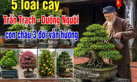 5 loài cây Trấn Trạch - Dưỡng Người, con cháu 3 đời vẫn hưởng