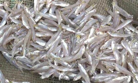 11 loại thực phẩm khô giàu vitamin và chất xơ, tốt cho sức khỏe được nhiều người lựa chọn, giá từ 120.000 đ/kg
