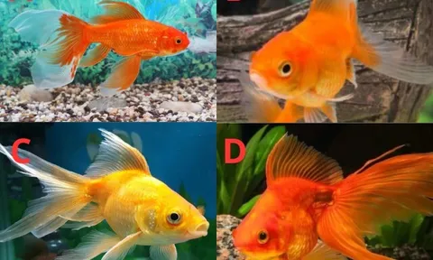 Trắc nghiệm tâm lý: Chọn một chú cá vàng theo trực giác, biết ngay "chỉ số phú quý” của bạn