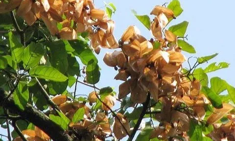 Loại quả xưa chín rụng đầy gốc, nay thành đặc sản ở thành phố giá 400.000 đ/kg, trồng một lần thu hoạch nhiều năm
