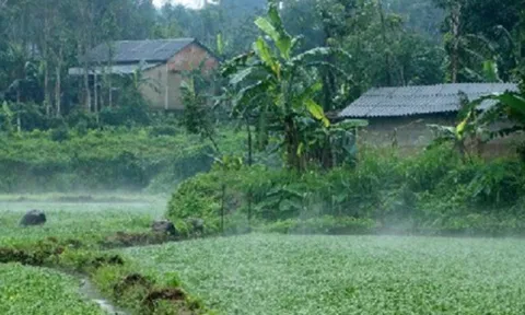 Cây dại mọc bờ mương nay thành đặc sản nổi tiếng, trồng 3 tháng cho thu hoạch, giá 70.000 đồng/kg được ưa chuộng ở thành phố
