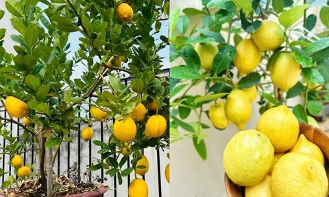 Cách trồng chanh vàng sai trĩu quả, thu hoạch quanh năm