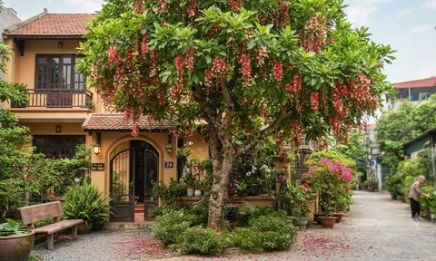 Có nên trồng lộc vừng trước cửa nhà? 4 rắc rối "dở khóc dở cười" gia chủ cần biết