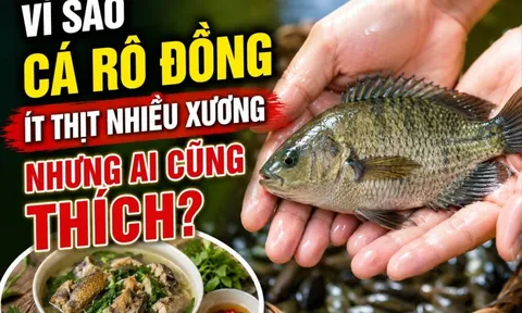 Vì sao cá rô đồng ít thịt nhiều xương nhưng ai cũng thích?