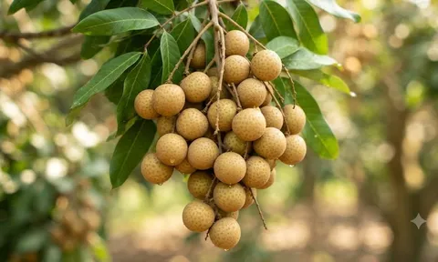 Loại quả "đại bổ": Bổ máu hơn táo đỏ, bổ khí hơn hoàng kỳ, ăn đúng cách trẻ lâu