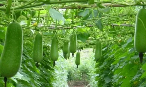 Nghề lạ ở Việt Nam: Trồng loại quả giải nhiệt mùa hè, sau 2 tháng cho thu hoạch, hoa lá hái ra tiền giúp người dân làm giàu