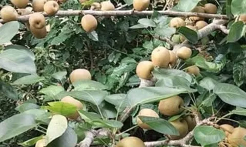 Loại quả lọt top tốt trên thế giới có ở Lai Châu, là đặc sản nổi tiếng khắp nơi giá 65.000 đ/kg, trồng một lần thu hoạch nhiều năm