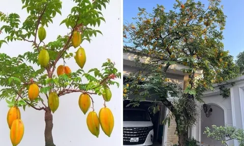 4 vị trí "tán lộc" không nên trồng cây khế