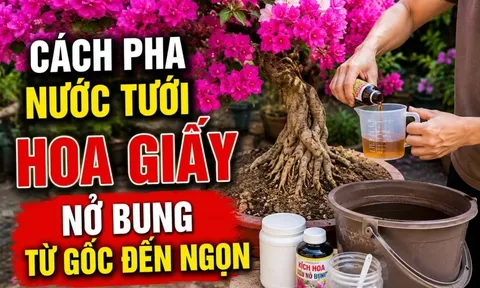 Cách pha nước tưới hoa giấy nở bung từ gốc đến ngọn