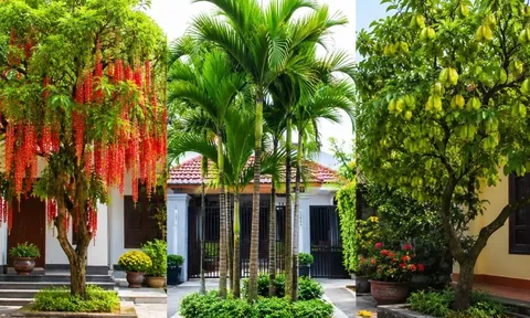 Người xưa nói "3 cây trước nhà quý như vàng như bạc": Đó là những cây nào mà ai cũng muốn trồng?