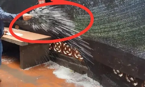 Tại sao bạn nên rắc một nắm muối quanh nhà khi trời mưa?