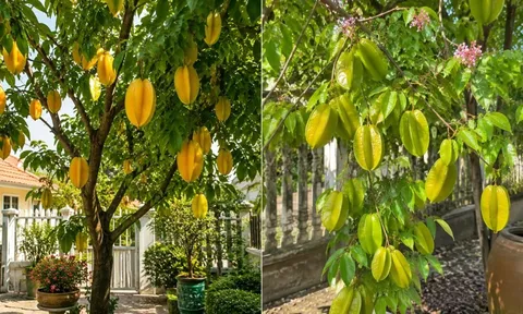 Trồng cây khế phong thủy: Nên chọn khế ngọt hay khế chua để hút tài lộc? Nhiều người đang hiểu nhầm