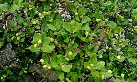 Loại quả xưa chín rụng đầy gốc, nay thành đặc sản ở thành phố giá 80.000 đ/kg, trồng một lần thu hoạch nhiều năm