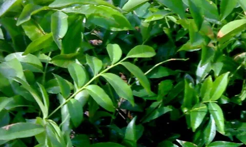 Cây dại mọc bờ rào nay thành đặc sản nổi tiếng, trồng một lần thu hoạch nhiều năm, giá 200.000 đồng/kg được ưa chuộng ở thành phố