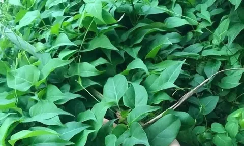 Cây dại mọc bờ rào nay thành đặc sản ở thành phố, trồng 3 tháng cho thu hoạch, giá 150.000 đồng/kg được nhiều người ưa chuộng