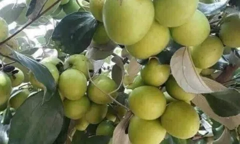 Loại quả lọt top tốt trên thế giới có ở Bắc Ninh, là đặc sản được ưa chuộng giá 50.000 đ/kg, trồng một lần thu hoạch nhiều năm