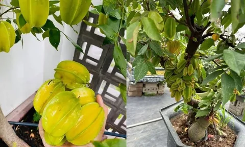 Cách trồng cây khế trong chậu, quả sai trĩu cành, ngọt lịm