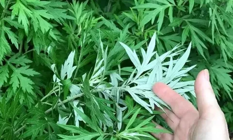 Tại sao người xưa khuyên trồng ngải cứu trước nhà?