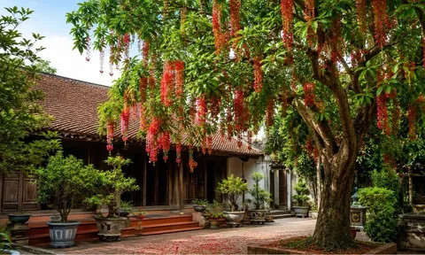 Vì sao người xưa lại thích trồng cây lộc vừng? 5 điều ít ai biết khi trồng cây lộc vừng