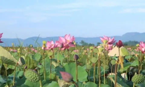 Trồng loại cây xưa mọc dại khắp nơi, giờ "hoa nở là hái ra tiền", người dân thu hoạch sau 90 ngày
