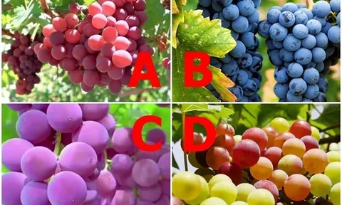 Trắc nghiệm: Chọn một chùm nho, biết ngay nửa kia là người chung thủy hay "đứng núi này trông núi nọ"