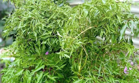 Cây đinh lăng: Phát hiện mới về tác dụng "bổ như sâm", ngăn ngừa loãng xương