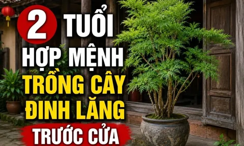 2 tuổi hợp mệnh trồng cây đinh lăng trước cửa