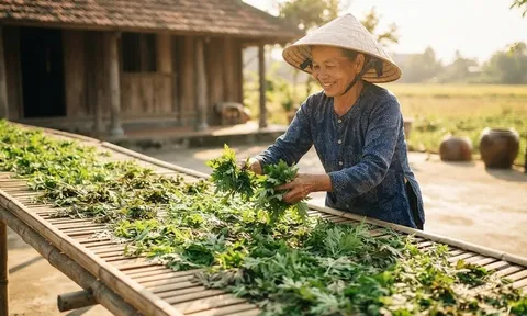 Phơi khô lá này, muỗi cả đàn cũng bay biến hết, tha hồ ngủ ngon giấc