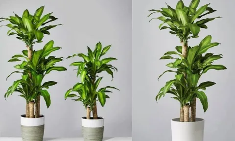 Vị trí tốt nhất để trồng cây thiết mộc lan: Đặt đúng chỗ mới hút tài lộc, gia chủ thêm vượng khí