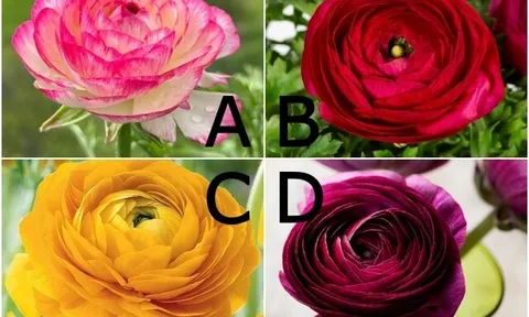 Trắc nghiệm: Chọn 1 bông hoa, lật tẩy vị trí thật của bạn trong tim người ấy, được nâng niu hay chỉ là lựa chọn tạm thời?