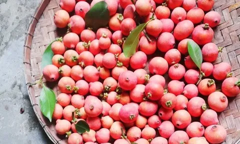 Loại quả xưa chín rụng đầy gốc, nay thành đặc sản được ưa chuộng giá 60.000 đ/kg, trồng một lần thu hoạch nhiều năm