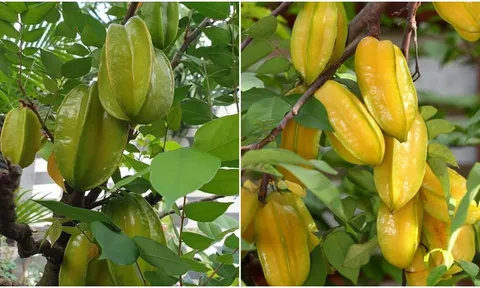 2 vị trí trồng khế hút tài lộc vào nhà