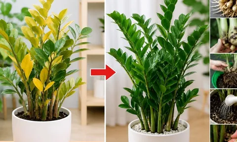 Vì sao cây kim tiền bị vàng lá? 6 nguyên nhân phổ biến, biết sớm cứu cây kịp thời