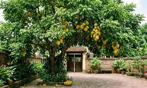 3 vị trí không nên trồng cây khế: Càng chăm càng khó giữ tài lộc