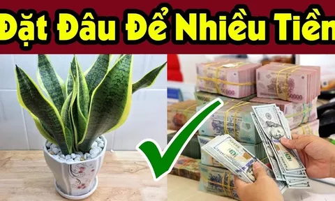 3 vị trí trồng cây Lưỡi Hổ thu hút tài lộc