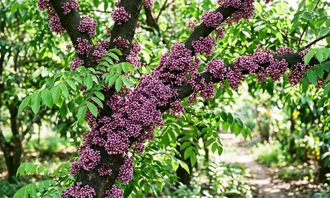 Khế ra nhiều hoa nhưng không đậu quả? Thủ phạm là việc nhiều người vẫn làm mỗi ngày